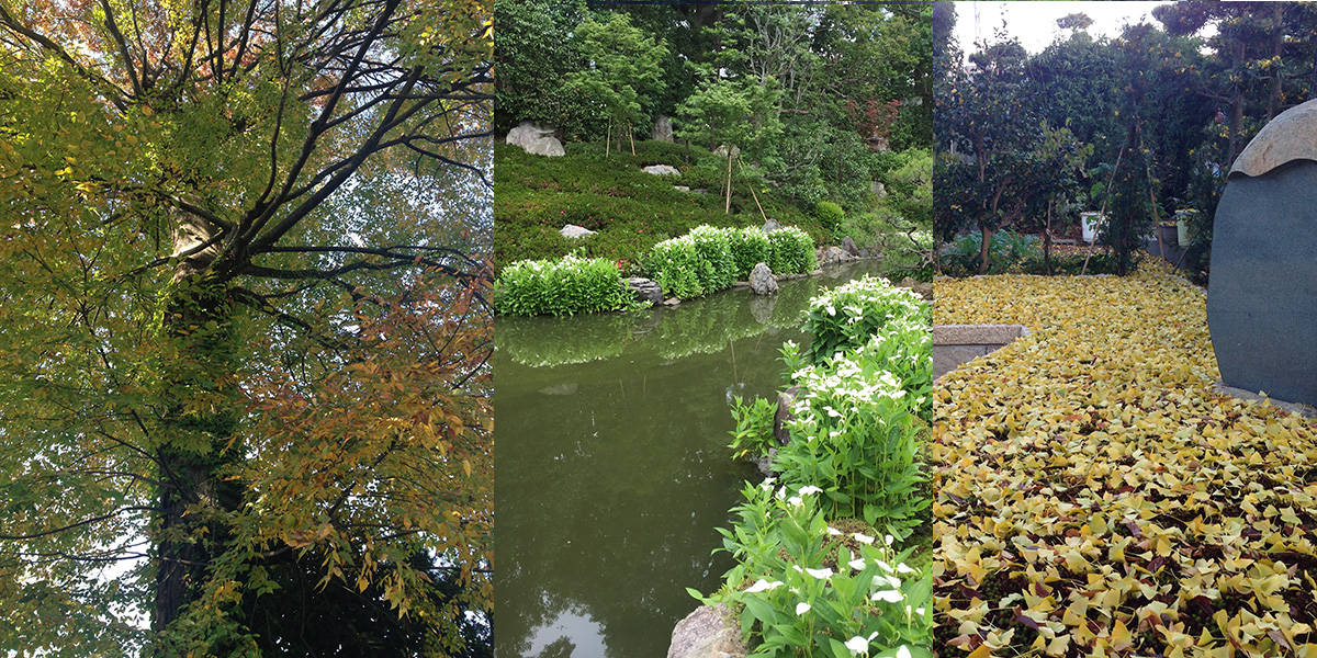 京都の樹木葬がある建仁寺の両足院の庭